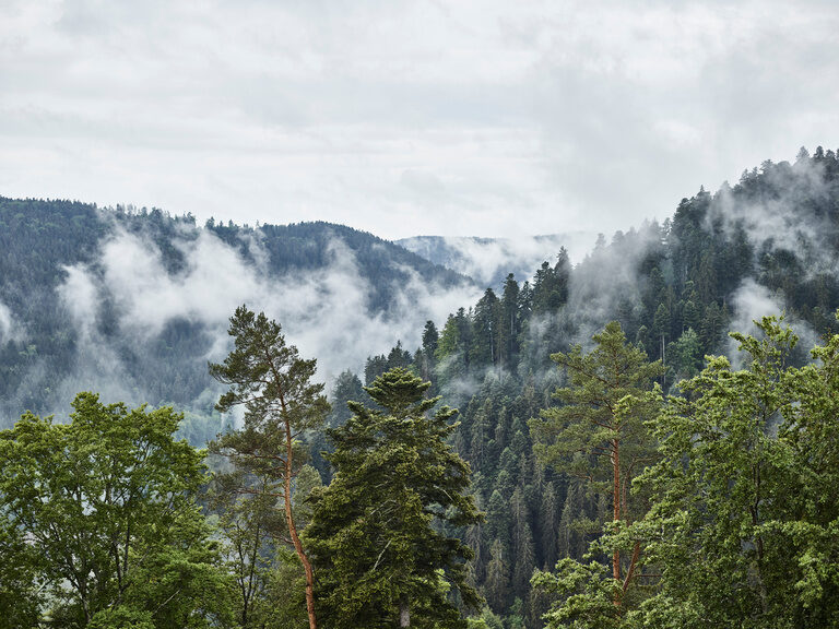Ein Blick auf den Schwarzwald durch den Nebelschwaden ziehen