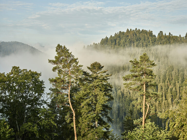 Nebelschwaden gleiten durch die Baumspitzen des Schwarzwaldes in Zavelstein.