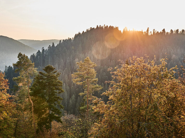 Schwarzwald & Umgebung