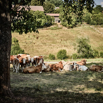 Some cows are lying comfortably under a tree in the shade on a green meadow.