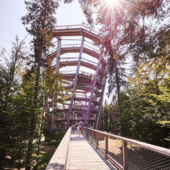 A wooden path leads to a lookout tower surrounded by trees.