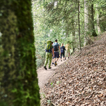 Four guests in hiking clothes and equipped with hiking backpacks hike on a well-developed path through the forest.