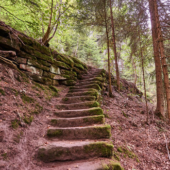 Eine, mit Moos bewachsene, Treppe aus Steinen führt als Weg durch den Schwarzwald.