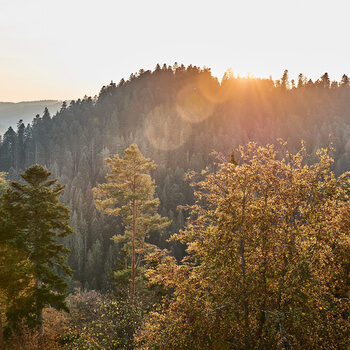 Der Schwarzwald wird von der Sonne angestrahlt und leuchtet in herbstlichen Farben.
