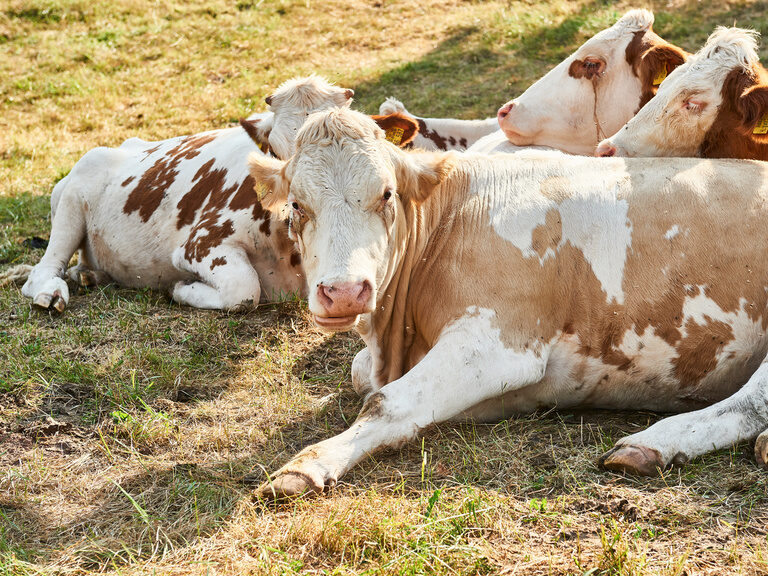 Mehrere Kühe liegen in einer Gruppe zusammen entspannt auf einer Wiese.