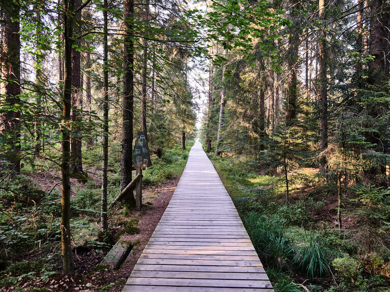 A wooden path leads between tree trunks through a forest.