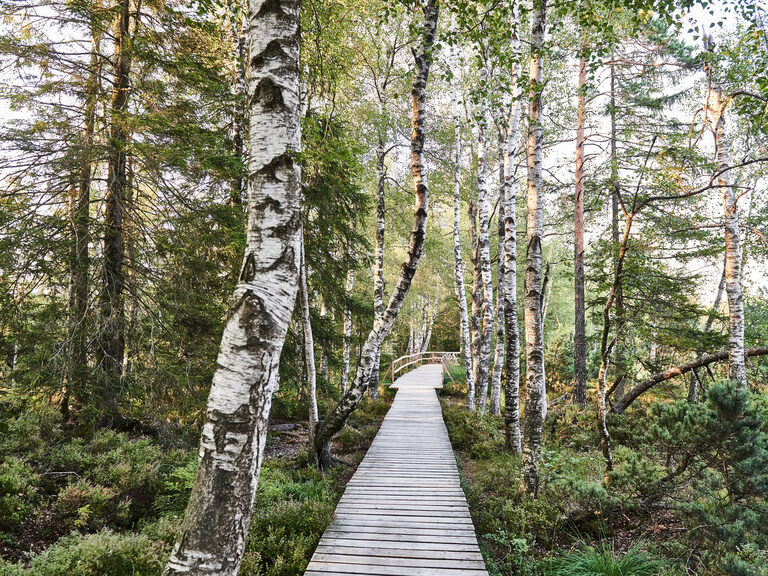 Ein Weg aus Holz führt mitten durch den Wald.