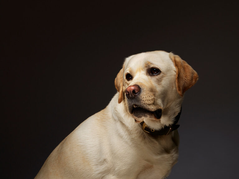 Hotelhund Prinz posiert vor dunklem Hintergrund für ein Foto