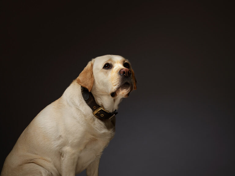 Der Hotelhund des Hotels KroneLamm, Prinz, posiert vor einem dunklen Hintergrund bei einem Fotoshooting.