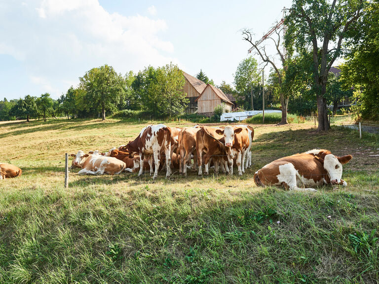 Some cows are standing and lying on a green pasture.