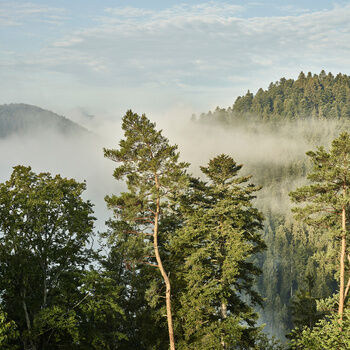Nebelschwaden gleiten durch die Baumspitzen des Schwarzwaldes in Zavelstein.
