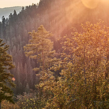 Der Schwarzwald blüht in herbstlichen Farben und wird von der Herbstsonne angestrahlt.