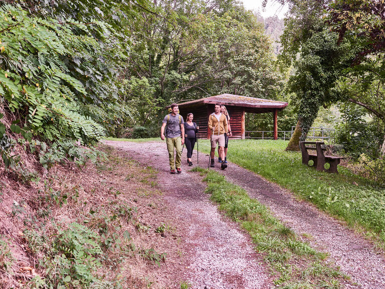 Vier Gäste wandern mit Wanderrucksäcken und Wanderstöcken auf einem Weg durch den Schwarzwald.